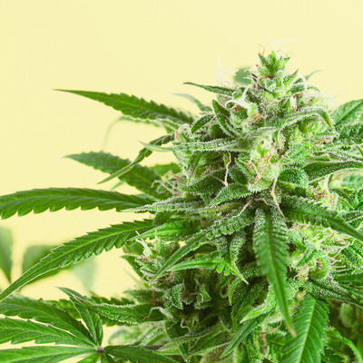 What is CBD and is hemp flower legal?